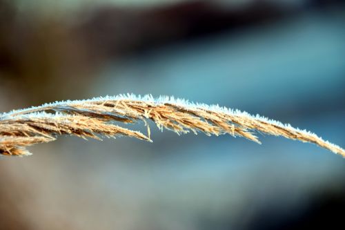 frost grass cold