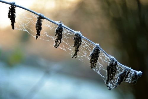 frost icy cobweb