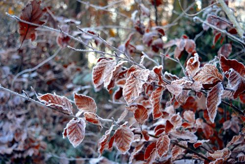 frost frosty hoarfrost