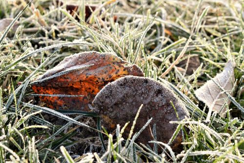 frost mature cold sheet