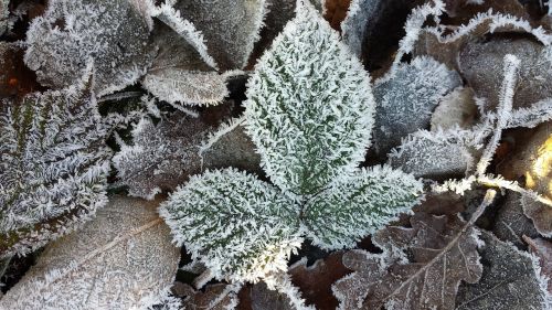 frost hoarfrost leaf