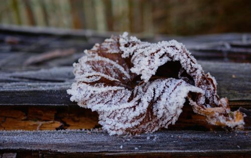 frost leaf frozen