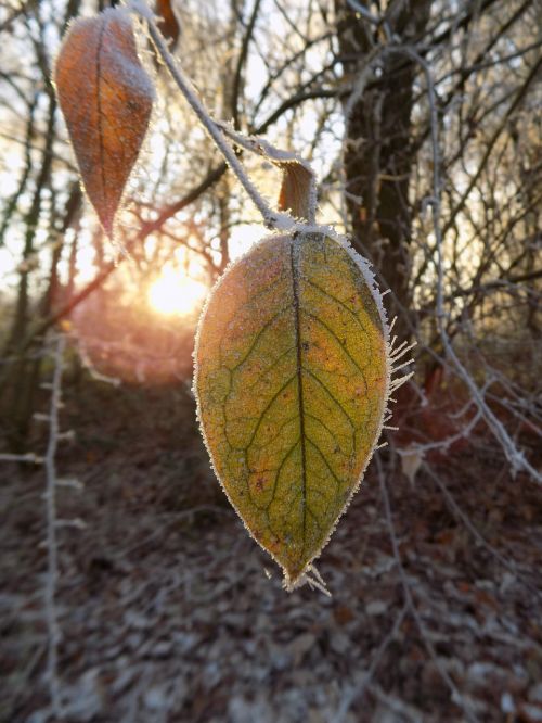 frost cold frozen