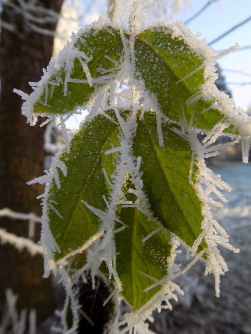 frost cold frozen