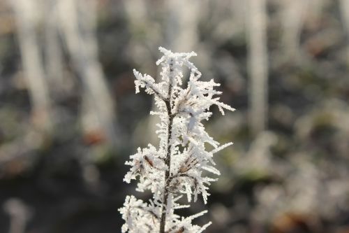 frost blue winter