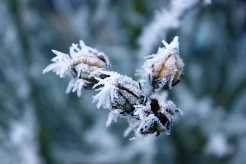 frost rigid winter