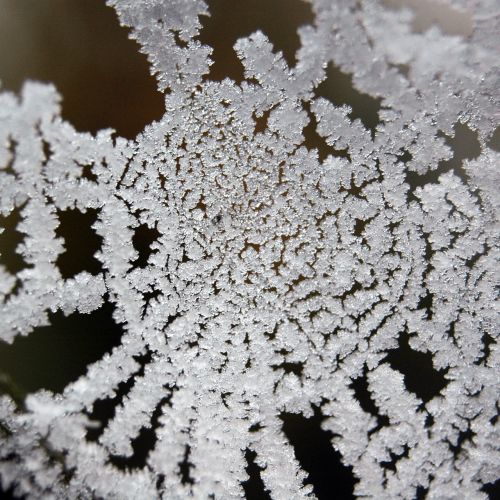 frost ice crystal winter