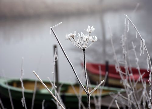frost winter dreams