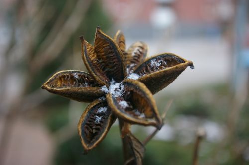 frost nature winter