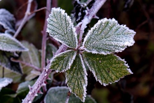 frost leaves cold