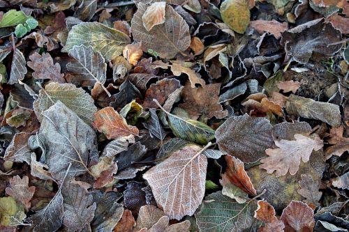 frost leaves cold