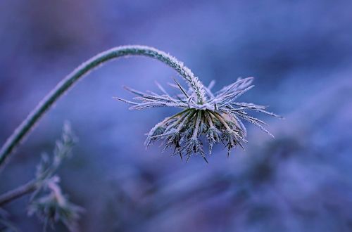 frost winters flower