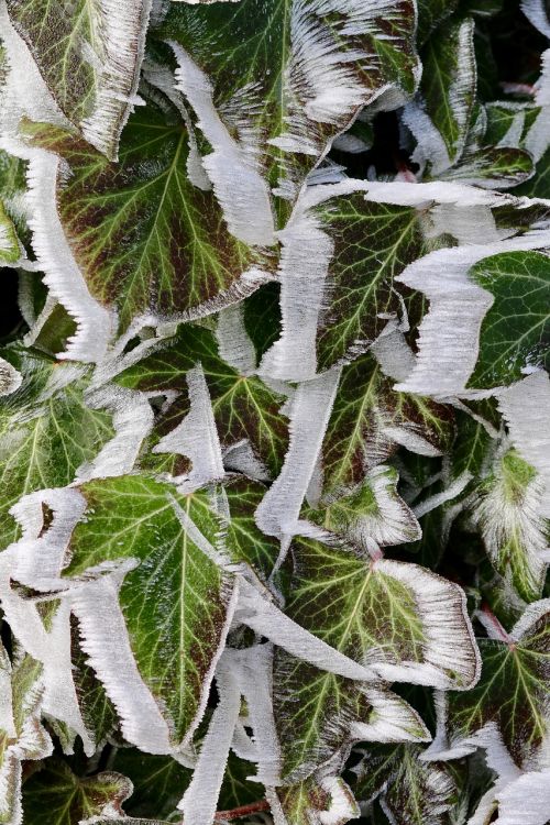 frost ivy eiskristalle