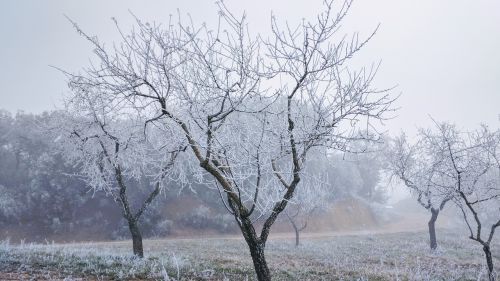 frost winter christmas