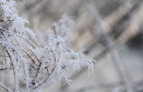 frost winter aesthetic