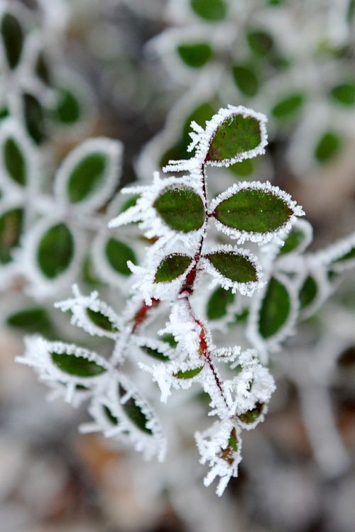 frost winter cold