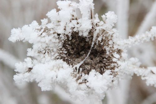 frost grasses winter