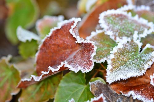frost ripe winter