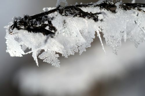 frost winter wintry