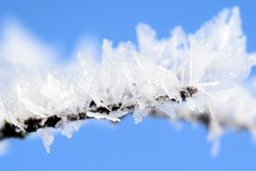 frost winter wintry