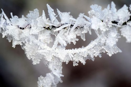frost winter wintry