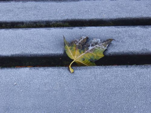 frost leaves leaf