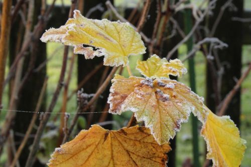 frost hoarfrost leaves