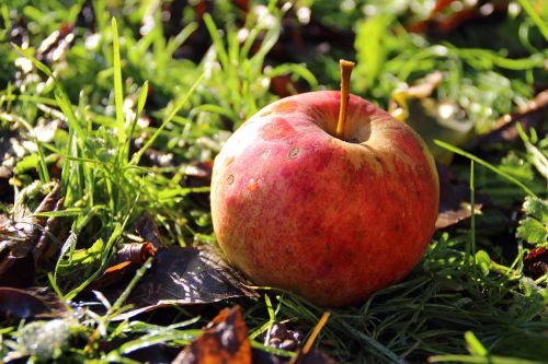 frost apple fruit