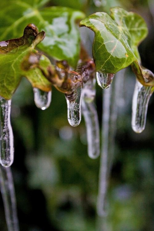 frost ivy ice