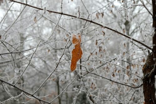 frost ice needles cold