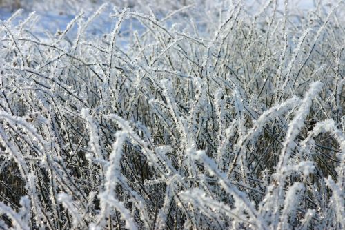 frost winter ice