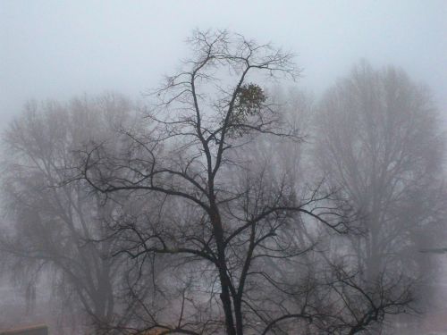 frost wintry winter trees