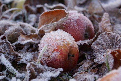 frost apple winter