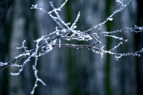 frost winter frozen