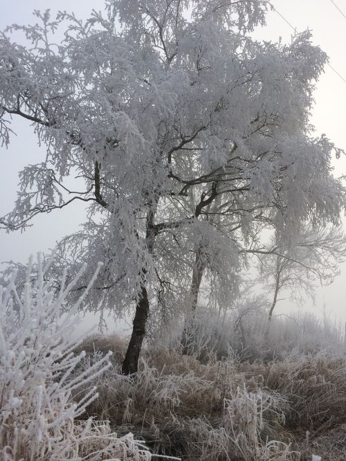 frost ice winter