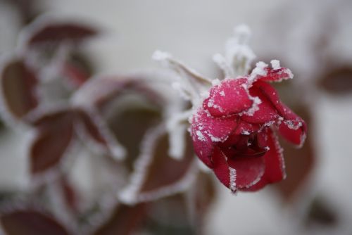 frost red rose flower