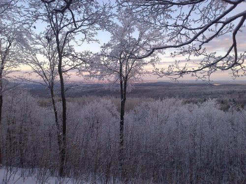 frost winter forest