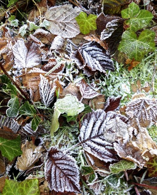frost leaves autumn