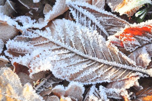 frost cold leaf