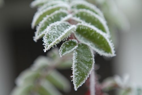 frost leaves frozen