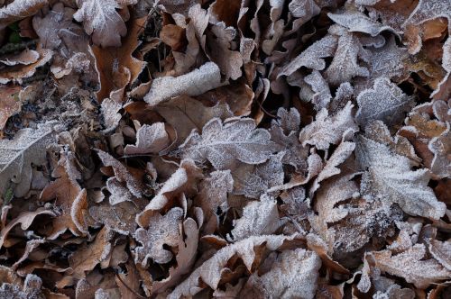 frost foliage autumn