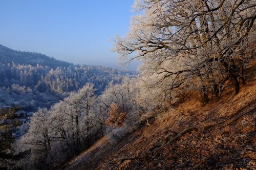 frost nature landscape