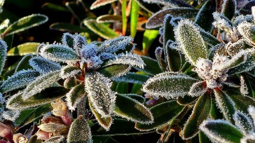 frost ice frosty leaves