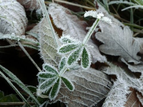 frost hoarfrost cold