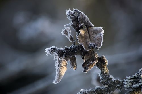 frost winter apple tree