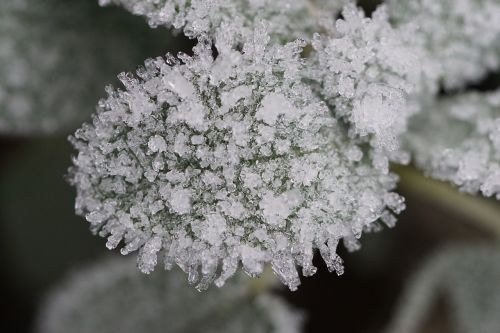 frost ice leaf