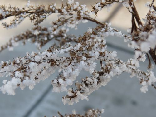 frost plant winter