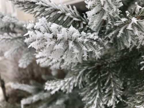 frost winter snow