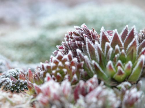 frost plant cold