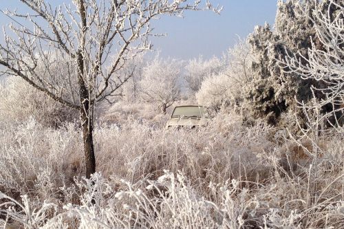 frost winter frozen